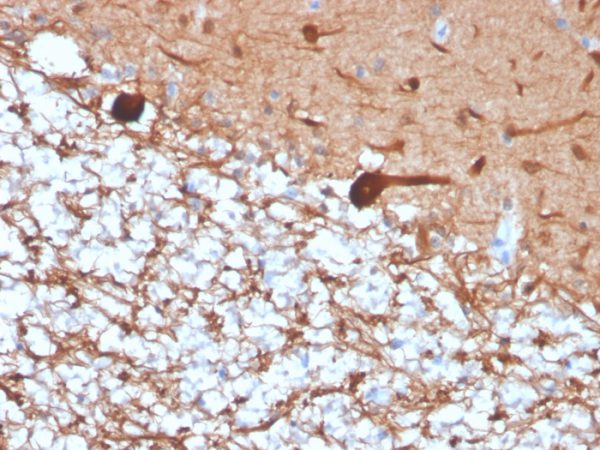 Formalin-fixed, paraffin-embedded human cerebellum stained with Pgp9.5 Mouse Recombinant Monoclonal Antibody (rUCHL1/4557).