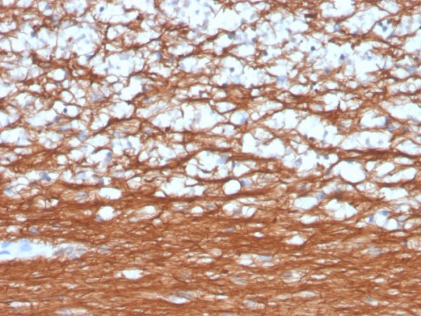 Formalin-fixed, paraffin-embedded human cerebellum stained with Pgp9.5 Mouse Recombinant Monoclonal Antibody (rUCHL1/4557).