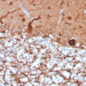 Formalin-fixed, paraffin-embedded human cerebellum stained with Pgp9.5 Rabbit Recombinant Monoclonal Antibody (UCHL1/4556R).