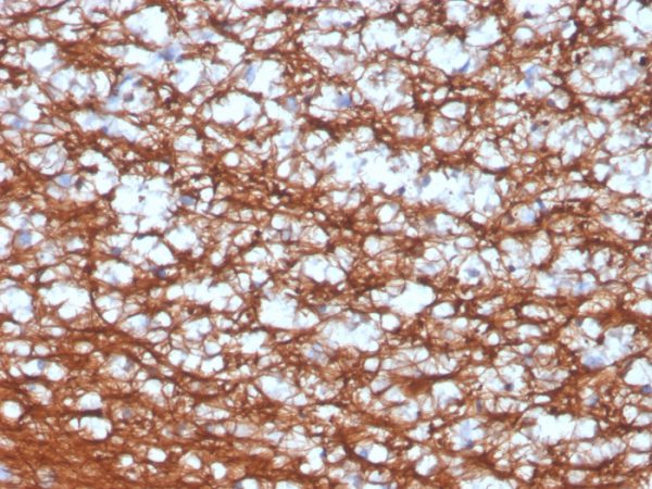 Formalin-fixed, paraffin-embedded human cerebellum stained with Pgp9.5 Rabbit Recombinant Monoclonal Antibody (UCHL1/4556R).