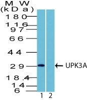 Western Blot Analysis in human HEK293 lysate in 1) absence and 2) presence of immunizing peptide using UPK3A Rabbit PAb.