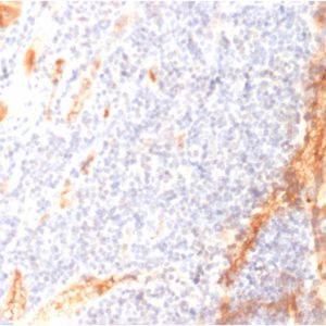 Formalin-fixed, paraffin-embedded human Tonsil stained with VEGF Mouse Monoclonal Antibody (VG1).