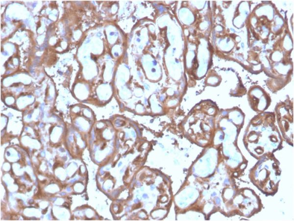Formalin-fixed, paraffin-embedded human Placenta stained with Ezrin Mouse Monoclonal Antibody (SPM244).