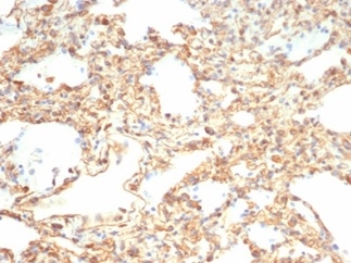 Formalin-fixed, paraffin-embedded equine (horse) lung stained with Vimentin Recombinant Rabbit Monoclonal Antibody (VIM/6430R).
