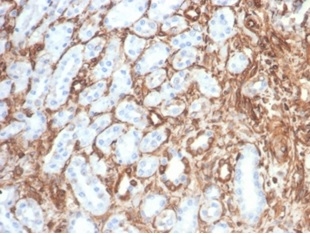 Formalin-fixed, paraffin-embedded feline (cat) kidney stained with Vimentin Recombinant Rabbit Monoclonal Antibody (VIM/6430R).