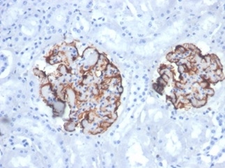 Formalin-fixed, paraffin-embedded canine (dog) kidney stained with Vimentin Recombinant Rabbit Monoclonal Antibody (VIM/6430R).