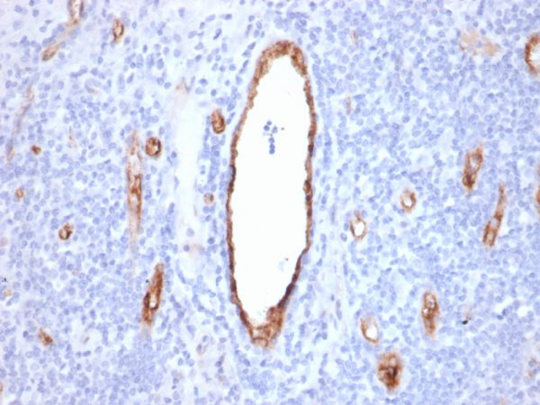 Formalin-fixed, paraffin-embedded human Tonsil stained with vWF Mouse Monoclonal Antibody (VWF/2480).