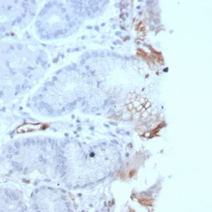 Formalin-fixed, paraffin-embedded human Tonsil stained with vWF Recombinant Mouse Monoclonal Antibody (rVWF/2480).