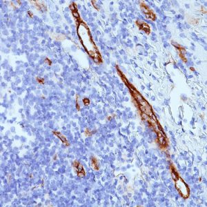 Formalin-fixed, paraffin-embedded human tonsil stained with vWF Mouse Monoclonal Antibody (SPM577).