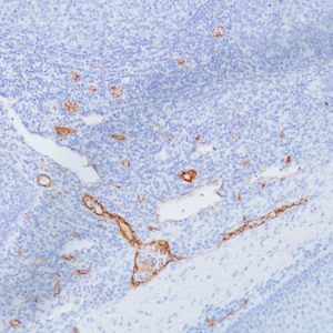 Formalin-fixed, paraffin-embedded human tonsil stained with vWF Mouse Monoclonal Antibody (IIIE2.34)