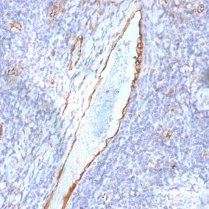 Formalin-fixed, paraffin-embedded human Tonsil stained with vWF Mouse Monoclonal Antibody (F8/86).
