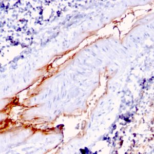 Formalin-fixed, paraffin-embedded human Spleen stained with vWF Mouse Monoclonal Antibody (VWF/1767).