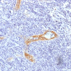 Formalin-fixed, paraffin-embedded human Tonsil stained with vWF Recombinant Mouse Monoclonal Antibody (rVWF/1465).