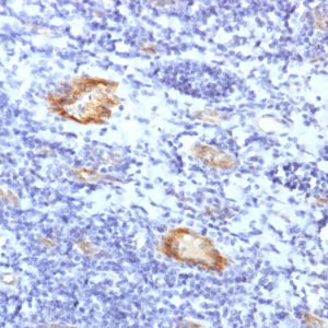 Formalin-fixed, paraffin-embedded human Tonsil stained with vWF Rabbit Recombinant Monoclonal Antibody (VWF/1859R).