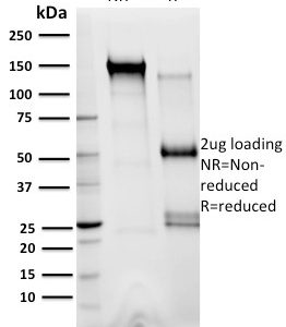 SDS-PAGE Analysis of Purified XRCC3 Mouse Monoclonal Antibody (10F1/6). Confirmation of Integrity and Purity of Antibody.
