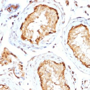 Formalin-fixed, paraffin-embedded human Testis stained with 14-3-3E Mouse Monoclonal Antibody (CPTC-YWHAE-1).