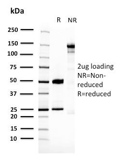 SDS-PAGE Analysis of Purified 14-3-3E Mouse Monoclonal Antibody (CPTC-YWHAE-1). Confirmation of Purity and Integrity of Antibody.
