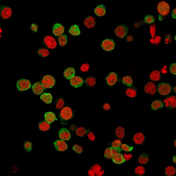 Immunofluorescence Analysis of PFA-fixed Jurkat cells labeled with ZAP70 Mouse Monoclonal Antibody (2F3.2) followed by Goat anti-Mouse IgG-CF488 (Green). The nuclear counterstain is Nucspot (Red).