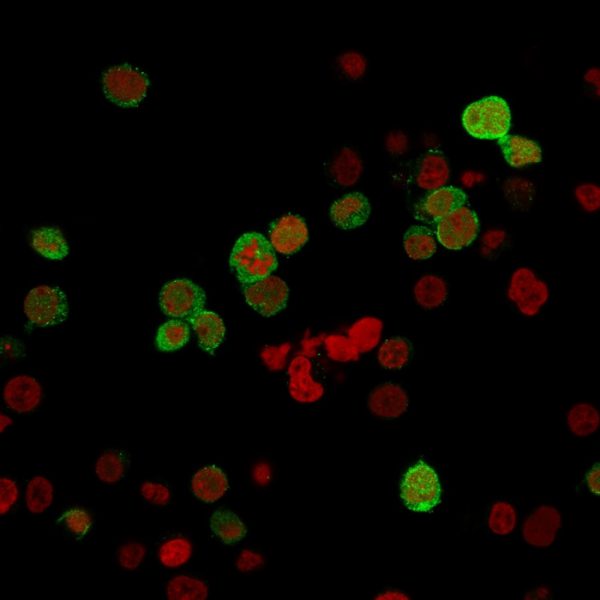 Immunofluorescence Analysis of PFA-fixed Jurkat cells labeled with ZAP70 Mouse Monoclonal Antibody (ZAP70/20535) followed by Goat anti-Mouse IgG-CF488 (Green). The nuclear counterstain is Nucspot (Red)