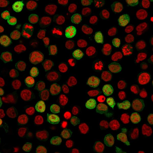 Immunofluorescence staining of paraformaldehyde-fixed Jurkat cells with ZAP70 Mouse Monoclonal Antibody (ZAP70/2047) followed by goat anti-Mouse IgG-CF488 (Green). Nuclei are labeled with Reddot (Red).