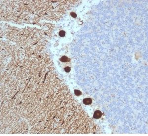 Formalin-fixed, paraffin-embedded human cerebellum stained with CA8 Mouse Monoclonal Antibody (CPTC-CA8-2).
