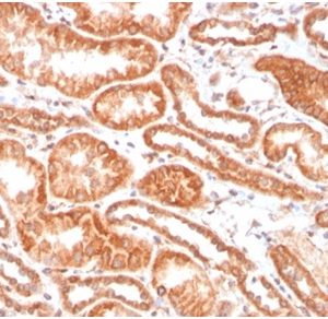 Formalin-fixed, paraffin-embedded human kidney stained with CAIX-MonospecificMouse Monoclonal Antibody (CA9/3406). HIER: Tris/EDTA, pH9.0, 45min. 2 °: HRP-polymer, 30min. DAB, 5min.