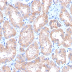 Formalin-fixed, paraffin-embedded human kidney stained with CAIX-Monospecific Mouse Monoclonal Antibody (CA9/3407).