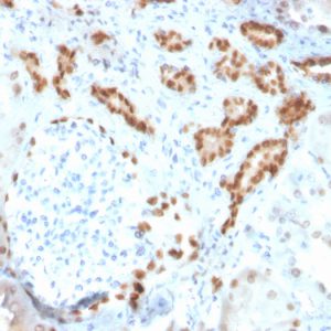 Formalin-fixed, paraffin-embedded human kidney stained with PAX8 Recombinant Rabbit Monoclonal Antibody (ZR-1).