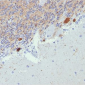 Formalin-fixed, paraffin-embedded human Cerebellum stained with Calretinin Mouse Monoclonal Antibody (CALB2/2807).