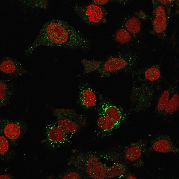 Immunofluorescence staining of SKBR-3 cells usingB7-H4 Mouse Monoclonal Antibody (B7H4/1788); followed by goat anti-mouse IgG-CF488 (green). Nuclear counterstain is Reddot.