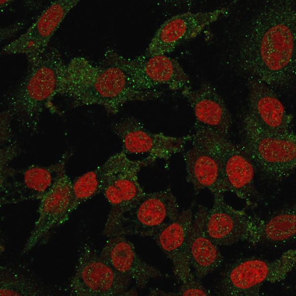 Immunofluorescence staining of SKBR-3 cells using B7-H4 Rabbit Recombinant Monoclonal Antibody (B7H4/2652R) followed by goat anti-mouse IgG-CF488 (green). Nuclear counterstain is Reddot.