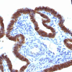 Formalin-fixed, paraffin-embedded human Fallopian Tube stained with ASRGL1 Mouse Monoclonal Antibody (CRASH/1289).