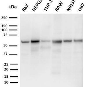 Western Blot Analysis of Raji, HepG2, THP-1, RAW, NIH3T3, U87 cell lysates using PD-L2 Mouse Monoclonal Antibody (PDL2/2676).