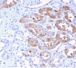 IHC analysis of formalin-fixed, paraffin-embedded human kidney stained using FGF23/4174 at 2ug/ml in PBS for 30min RT. Inset: PBS instead of primary antibody; secondary only negative control.