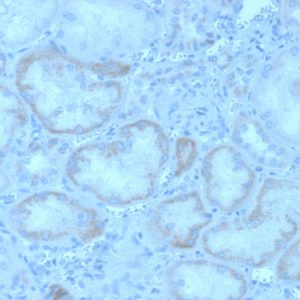Formalin-fixed, paraffin-embedded human kidney stained with FGF23 Mouse Monoclonal Antibody (FGF23/4162).