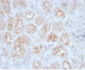 Formalin-fixed, paraffin-embedded human kidney stained with FGF23 Mouse Monoclonal Antibody (FGF23/4163).