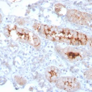 Formalin-fixed, paraffin-embedded human kidney stained with FGF23 Mouse Monoclonal Antibody (FGF23/4166).