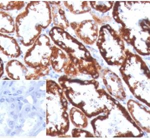 IHC analysis of formalin-fixed, paraffin-embedded human kidney stained using FGF23/4168 at 2ug/ml in PBS for 30min RT. Inset: PBS instead of primary antibody; secondary only negative control.