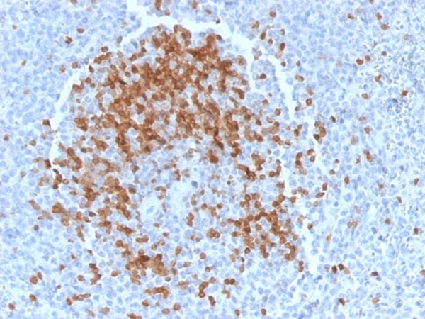 Formalin-fixed, paraffin-embedded human Spleen stained with TCL1 Mouse Monoclonal Antibody (TCL1/2078).