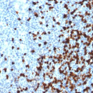 Formalin-fixed, paraffin-embedded human Tonsil stained with TCL1 Mouse Monoclonal Antibody (TCL1/2079).