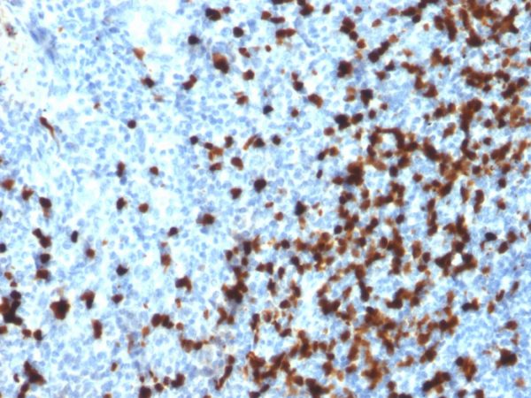 Formalin-fixed, paraffin-embedded human Tonsil stained with TCL1 Mouse Monoclonal Antibody (TCL1/2079).