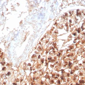 Formalin-fixed, paraffin-embedded human Pancreas stained with EPX Recombinant Mouse Monoclonal Antibody (rEPO104).