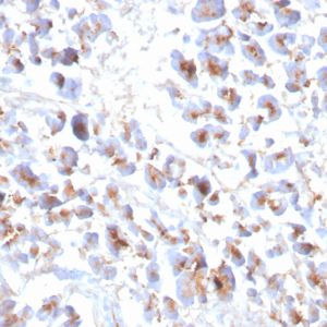 Formalin-fixed, paraffin-embedded human Pancreas stained with EPX Recombinant Mouse Monoclonal Antibody (EPX/3908R).