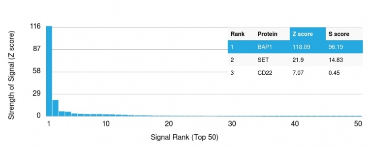 Analysis of Protein Array containing more than 19,000 full-length human proteins using BAP1 Mouse Monoclonal Antibody (BAP1/2432). Z- and S- Score: The Z-score represents the strength of a signal that a monoclonal antibody (Monoclonal Antibody) (in combination with a fluorescently-tagged anti-IgG secondary antibody) produces when binding to a particular protein on the HuProtTM array. Z-scores are described in units of standard deviations (SD's) above the mean value of all signals generated on that array. If targets on HuProtTM are arranged in descending order of the Z-score, the S-score is the difference (also in units of SD's) between the Z-score. S-score therefore represents the relative target specificity of a Monoclonal Antibody to its intended target. A Monoclonal Antibody is considered to specific to its intended target, if the Monoclonal Antibody has an S-score of at least 2.5. For example, if a Monoclonal Antibody binds to protein X with a Z-score of 43 and to protein Y with a Z-score of 14, then the S-score for the binding of that Monoclonal Antibody to protein X is equal to 29. BAP1 (BRCA1 Associated Protein 1) Antibody - Image 2