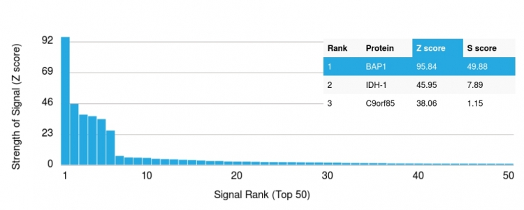 Analysis of Protein Array containing more than 19,000 full-length human proteins using BAP1 Mouse Monoclonal Antibody (BAP1/2665). Z- and S- Score: The Z-score represents the strength of a signal that a monoclonal antibody (Monoclonal Antibody) (in combination with a fluorescently-tagged anti-IgG secondary antibody) produces when binding to a particular protein on the HuProtTM array. Z-scores are described in units of standard deviations (SD's) above the mean value of all signals generated on that array. If targets on HuProtTM are arranged in descending order of the Z-score, the S-score is the difference (also in units of SD's) between the Z-score. S-score therefore represents the relative target specificity of a Monoclonal Antibody to its intended target. A Monoclonal Antibody is considered to specific to its intended target, if the Monoclonal Antibody has an S-score of at least 2.5. For example, if a Monoclonal Antibody binds to protein X with a Z-score of 43 and to protein Y with a Z-score of 14, then the S-score for the binding of that Monoclonal Antibody to protein X is equal to 29. BAP1 (BRCA1 Associated Protein 1) Antibody - Image 2