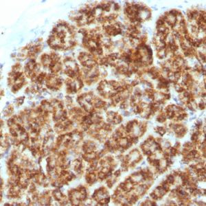 Formalin-fixed, paraffin-embedded human Pancreas stained with MAML2 Monoclonal Antibody (MAML2/1302).