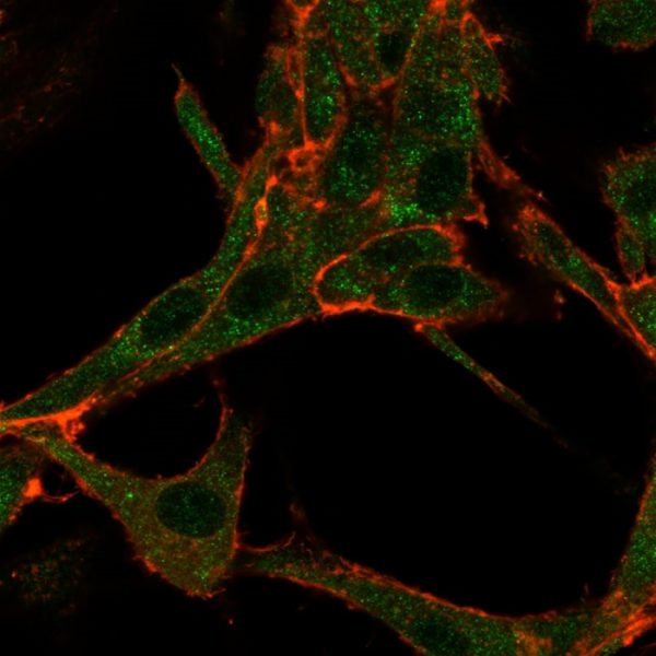 Immunofluorescence Analysis of HeLa cells using THG1 / RHOXF2 Mouse Monoclonal Antibody (PCRP-RHOXF2-1D7) followed by goat anti-mouse IgG-CF488 (green). CF640A phalloidin (red).