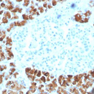 Formalin-fixed, paraffin-embedded human pancreas stained with INSM2 Mouse Monoclonal Antibody (INSM2/4291).