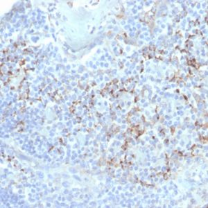 Formalin-fixed, paraffin-embedded human tonsil stained with TIM3 Mouse Monoclonal Antibody (TIM3/4031).