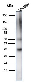 Western blot analysis of human spleen tissue lysate using TIM3 Mouse Monoclonal Antibody (TIM3/4024).